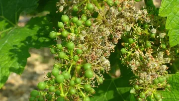 Mildiou de la vigne